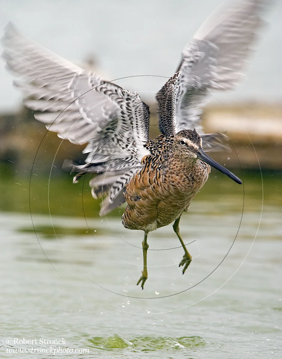   Yellowlegs -Radio Rd. pond &nbsp; [Yellowlegs221071]   