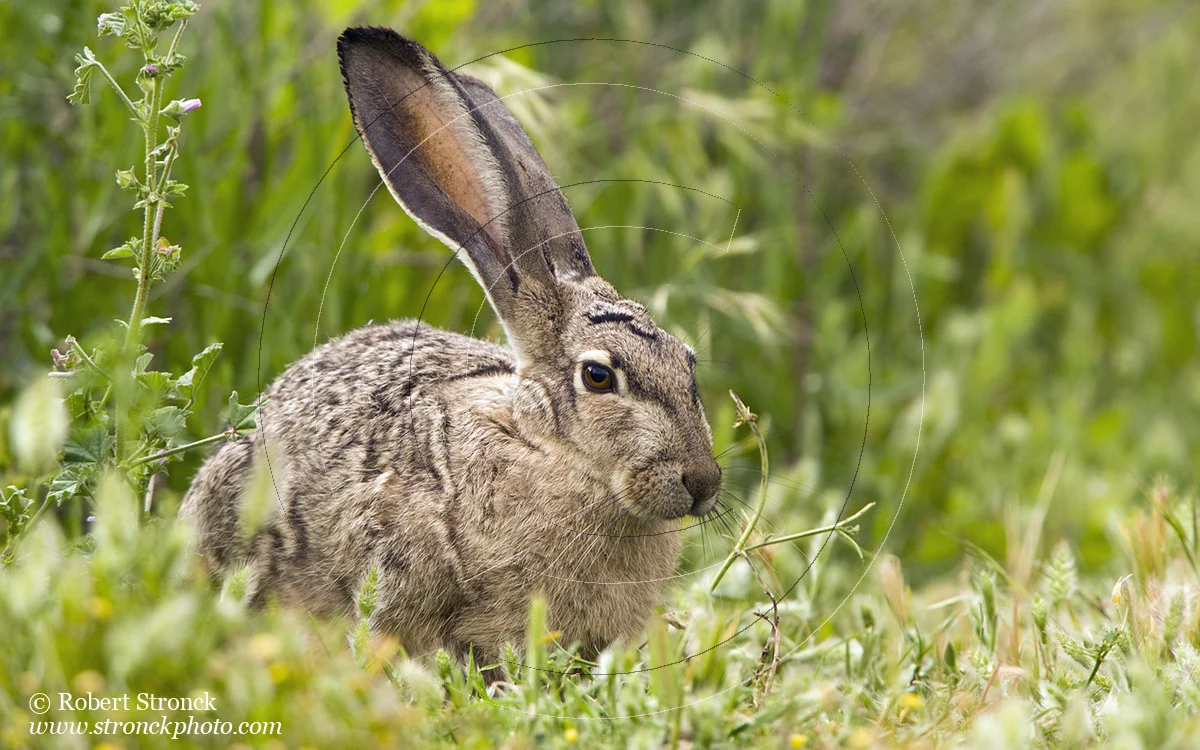   Black-tailed Jackrabbit -Radio Rd. &nbsp; [Jackrabbit31107]   