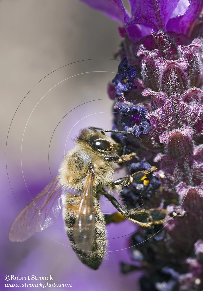   Honeybee on lavender -San Mateo &nbsp; [Honeybee331033]   