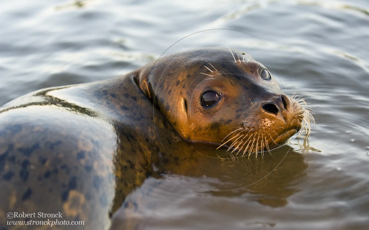   Pacific Harbor Seal (juvenile) -Redwood Shores  &nbsp;[harbor_seal34104]   