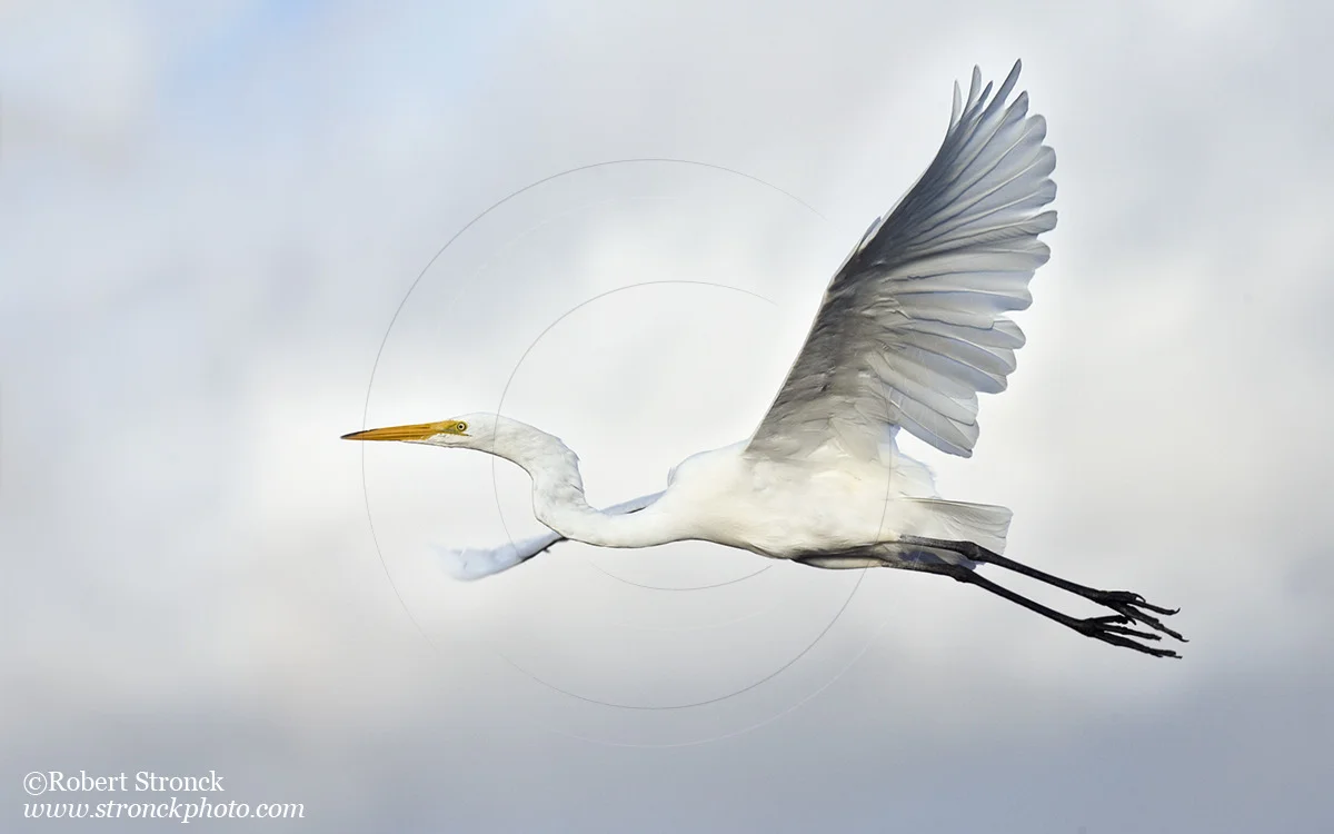   Great Egret -Redwood Shores  &nbsp;[g_egret221079]   