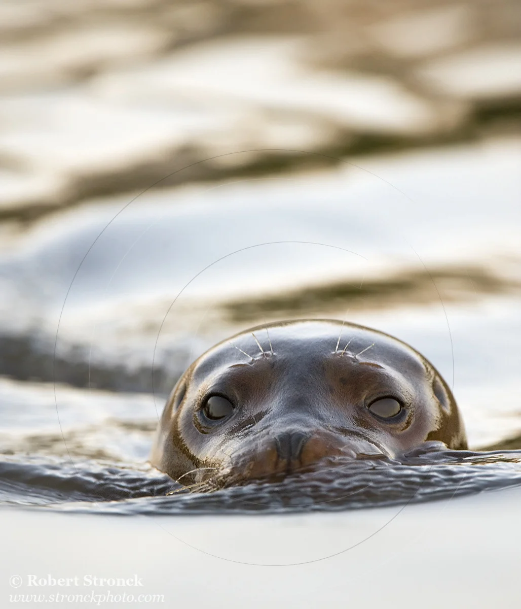   Pacific Harbor Seal (juvenile) -Redwood Shores  &nbsp;[harbor_seal341073]   