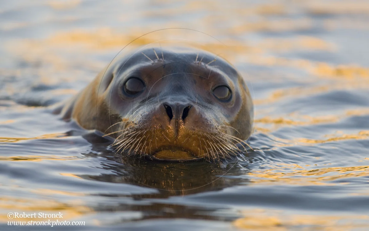   Pacific Harbor Seal (juvenile) -Redwood Shores  &nbsp;[harbor_seal34102]   
