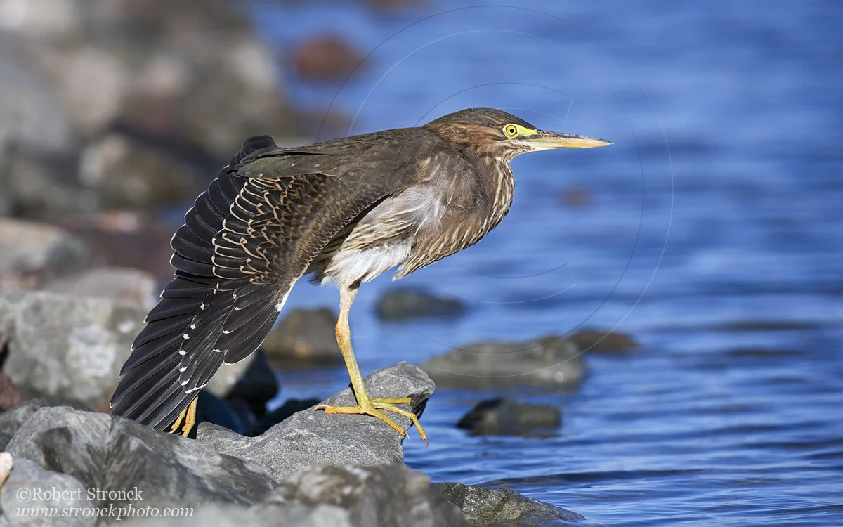   Green Heron -Redwood Shores &nbsp; [grnheron221093]   