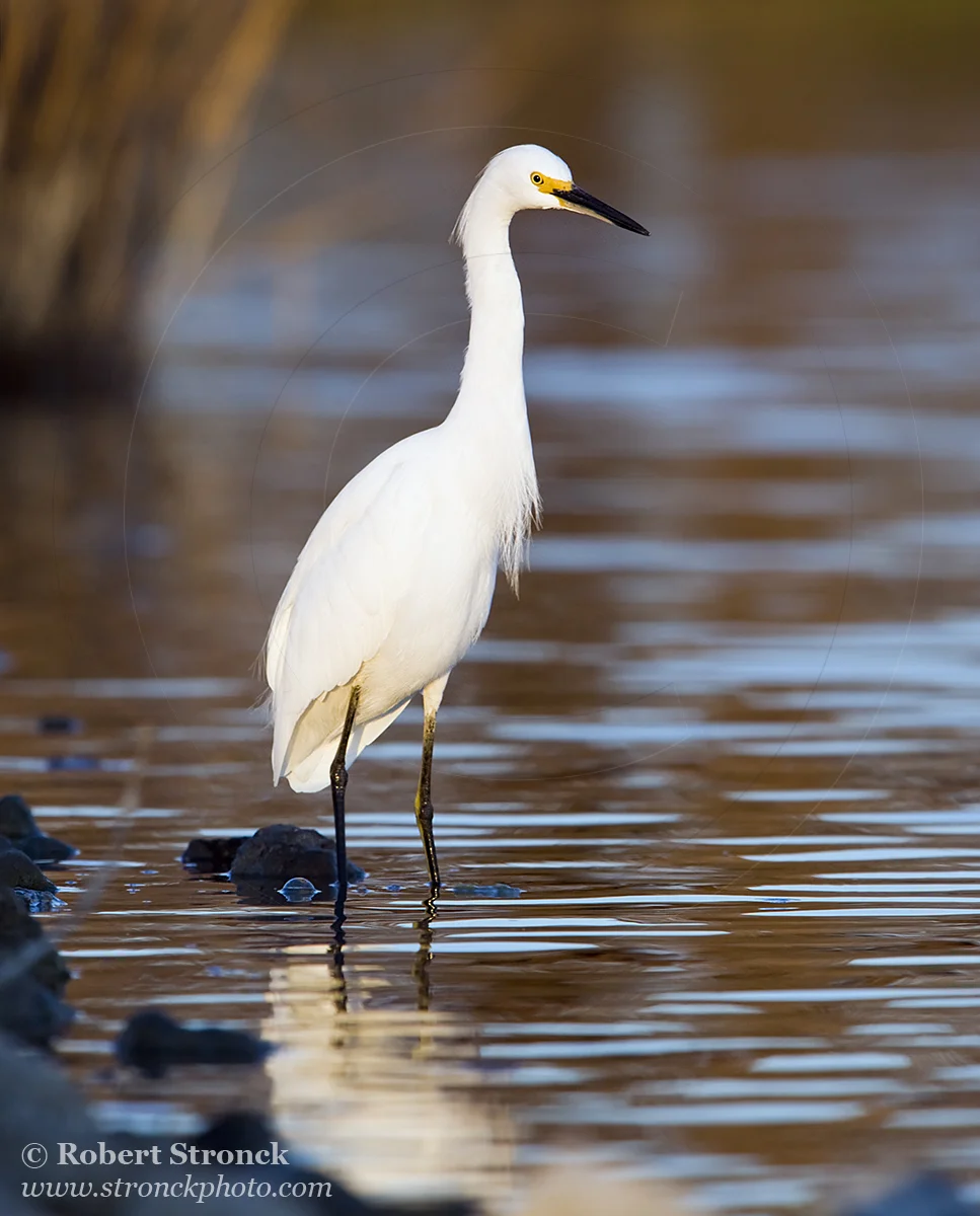  Snowy Egret -Redwood Shores  &nbsp;[snowy_egret221041]   