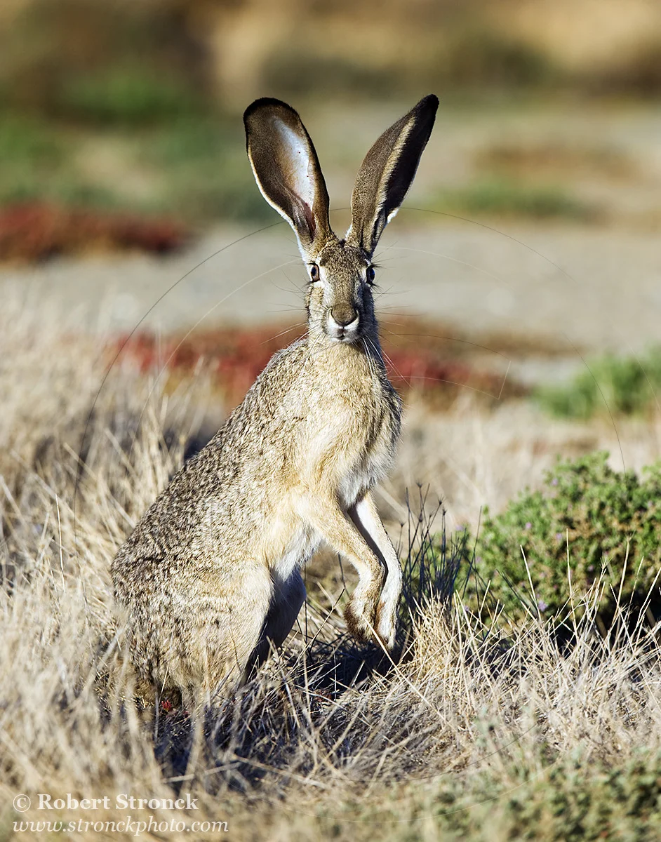   Black-tailed Jackrabbit -Redwood Shores &nbsp; [bt_jackrabbit311068]   