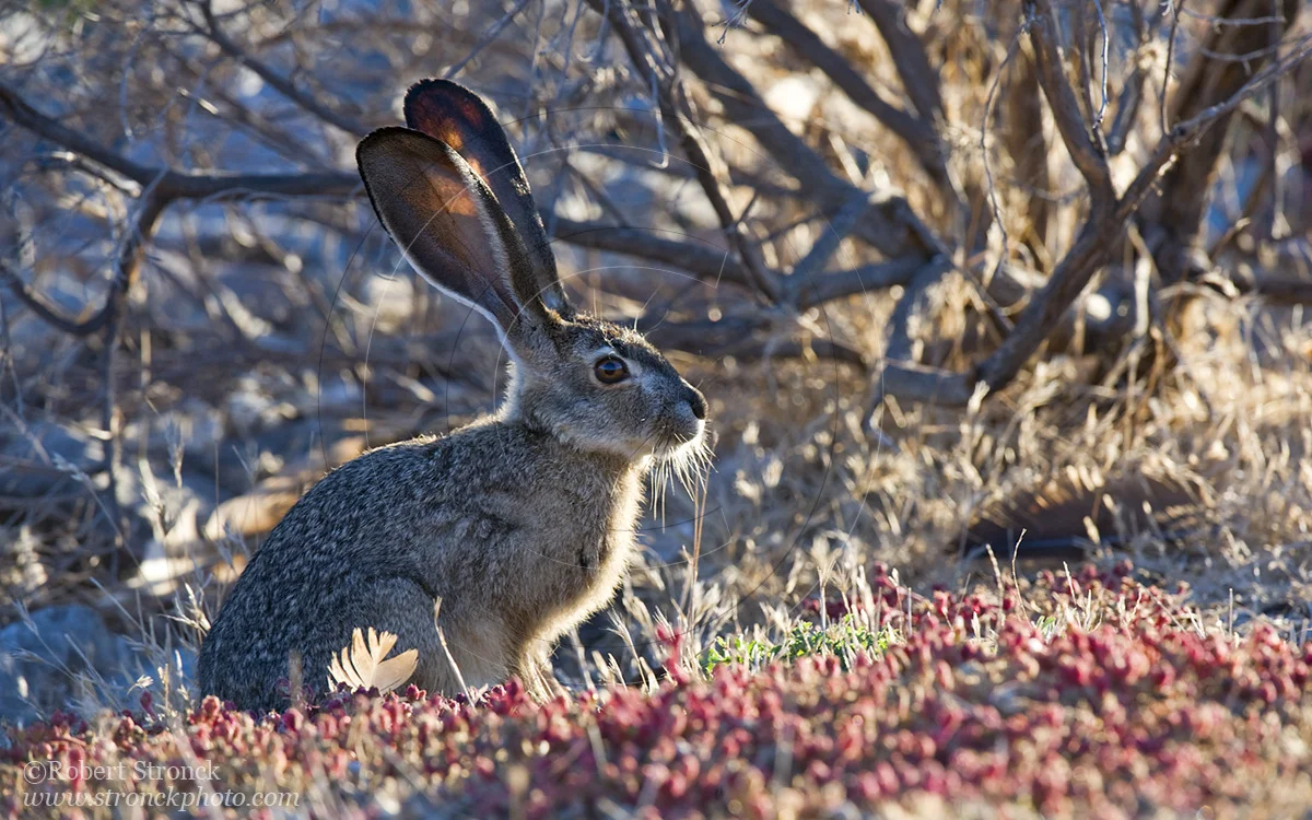   Black-tailed Jackrabbit -Redwood Shores  &nbsp;[bt_jackrabbit311031]   