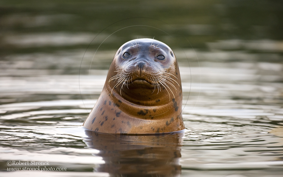   Pacific Harbor Seal (juvenile) -Redwood Shores  &nbsp;[harbor_seal341089]   