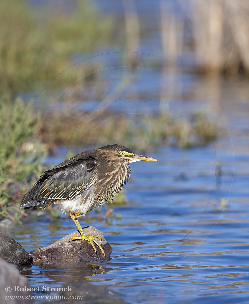   Green Heron -Redwood Shores &nbsp; [grnheron2210_65]   