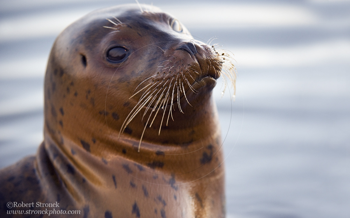   Pacific Harbor Seal (juvenile) -Redwood Shores  &nbsp;[harbor_seal341002]   