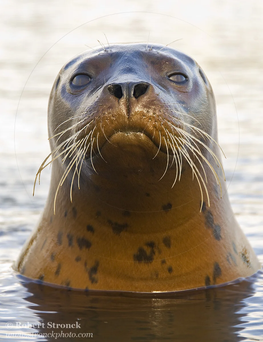  Pacific Harbor Seal (juvenile) -Redwood Shores  &nbsp;[harbor_seal341065]   