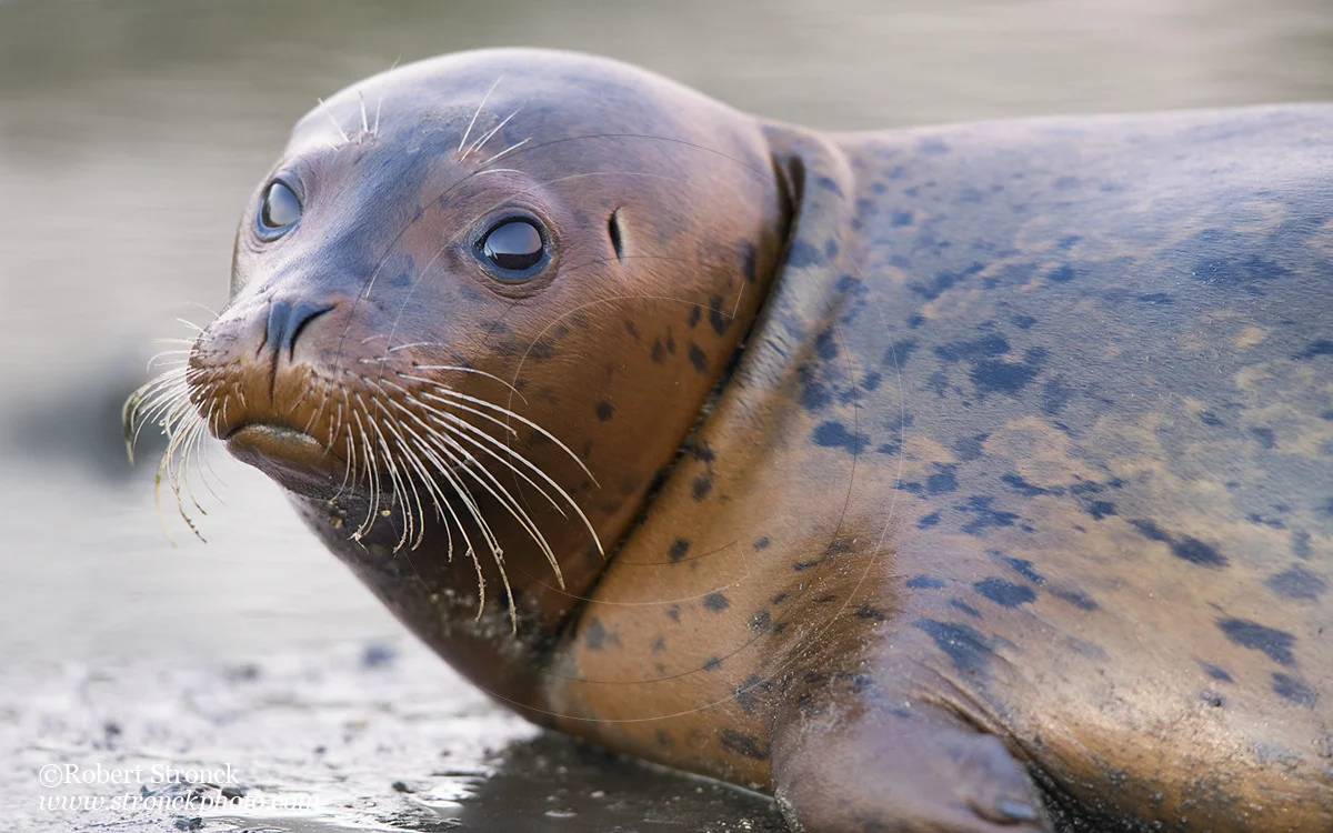   Pacific Harbor Seal (juvenile) -Redwood Shores  &nbsp;[harbor_seal341066]   