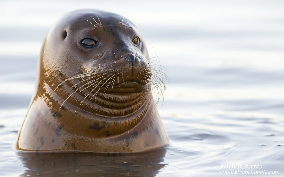   Pacific Harbor Seal (juvenile) -Redwood Shores &nbsp; [harbor_seal341095]   