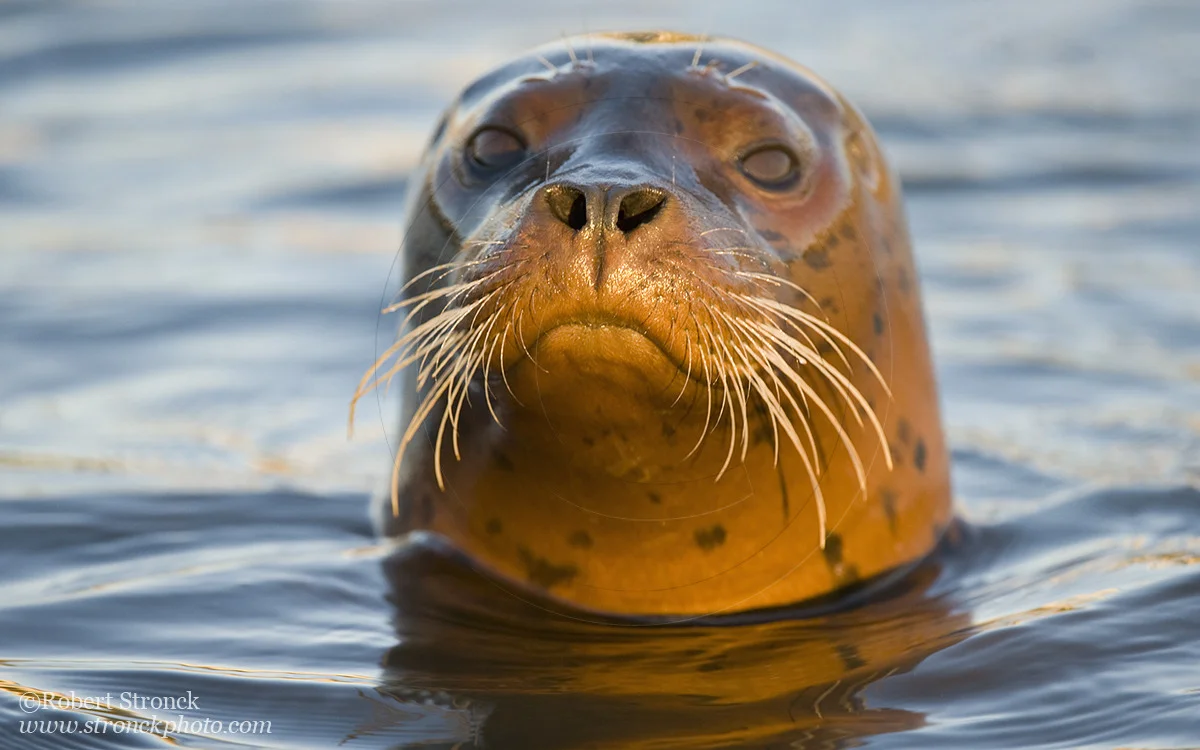  Pacific Harbor Seal (juvenile) -Redwood Shores  &nbsp;[harbor_seal341081]   