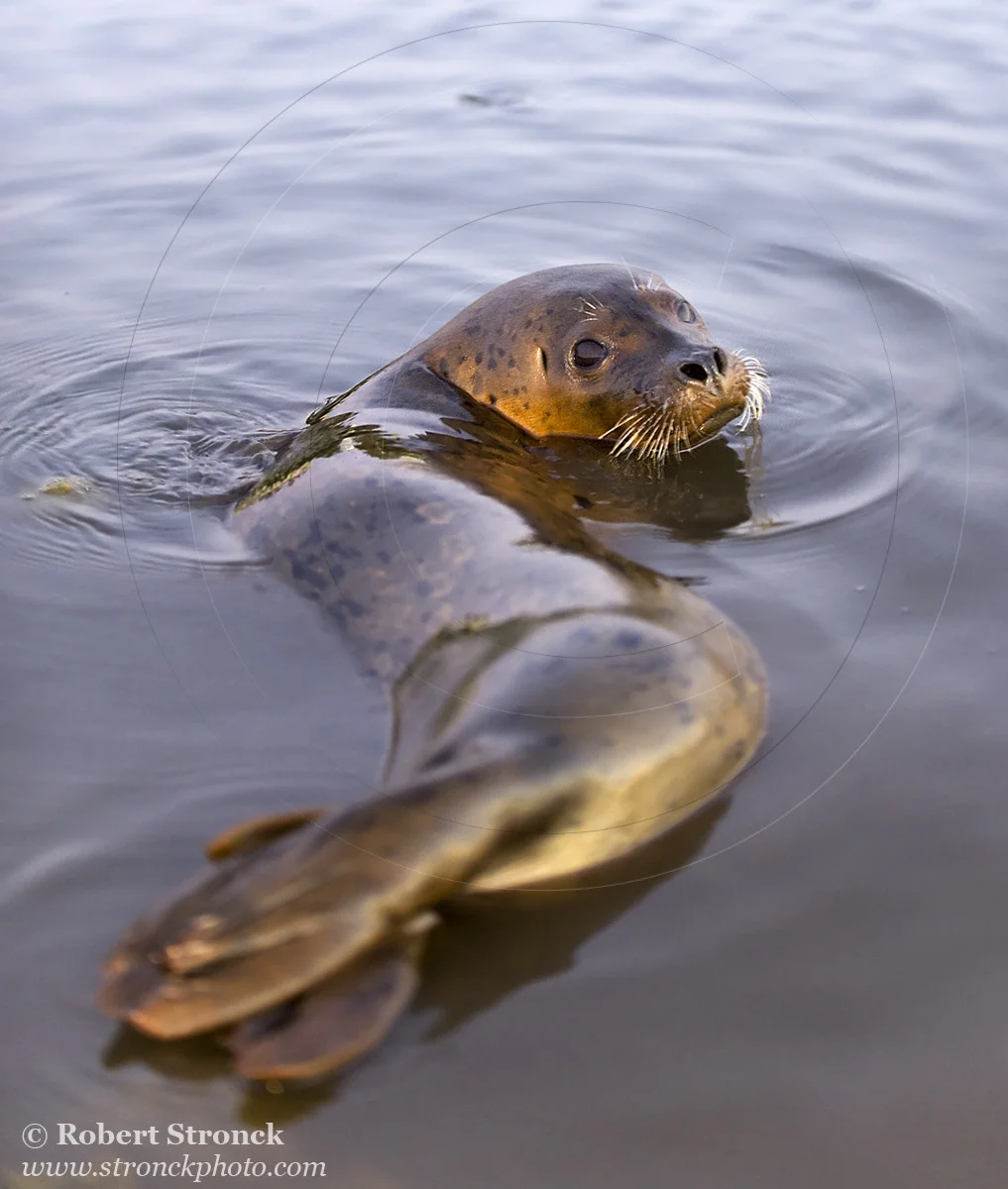   Pacific Harbor Seal (juvenile) -Redwood Shores  &nbsp;[harbor_seal341064]   