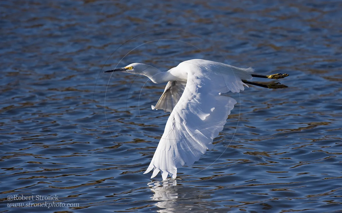   Snowy Egret -Redwood Shores  &nbsp;[snowy_egret221057]   