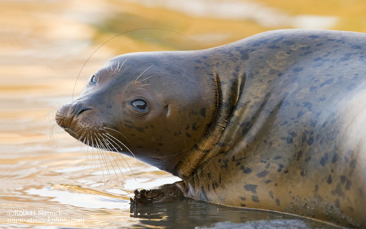   Pacific Harbor Seal (juvenile) -Redwood Shores &nbsp; [harbor_seal341067]   