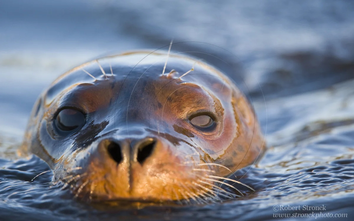   Pacific Harbor Seal (juvenile) -Redwood Shores  &nbsp;[harbor_seal341092]   