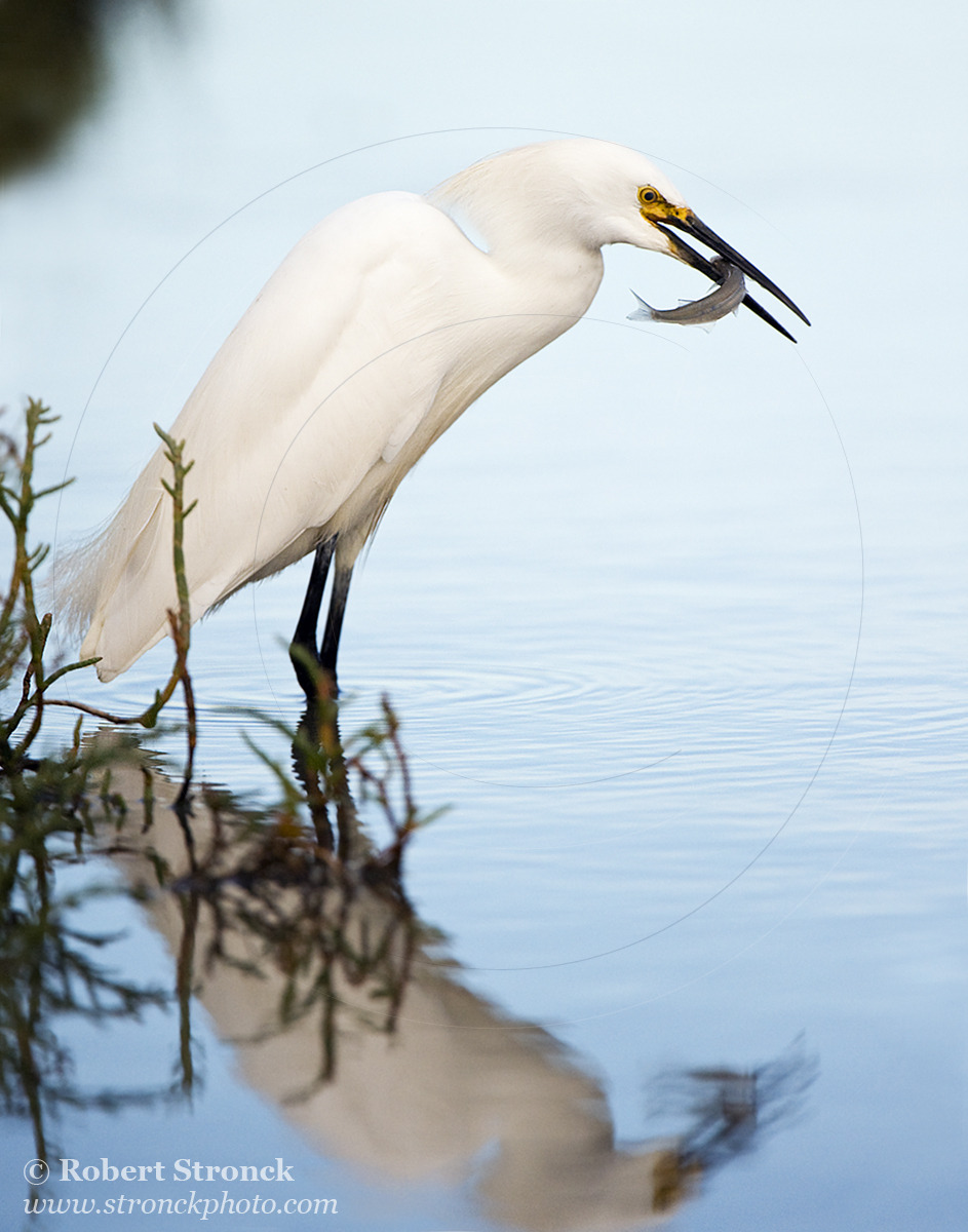   Snowy Egret with catch -Redwood Shores &nbsp; [snowy_egret221069]   