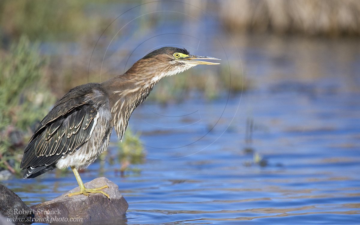   Green Heron -Redwood Shores &nbsp; [grnheron221082]   