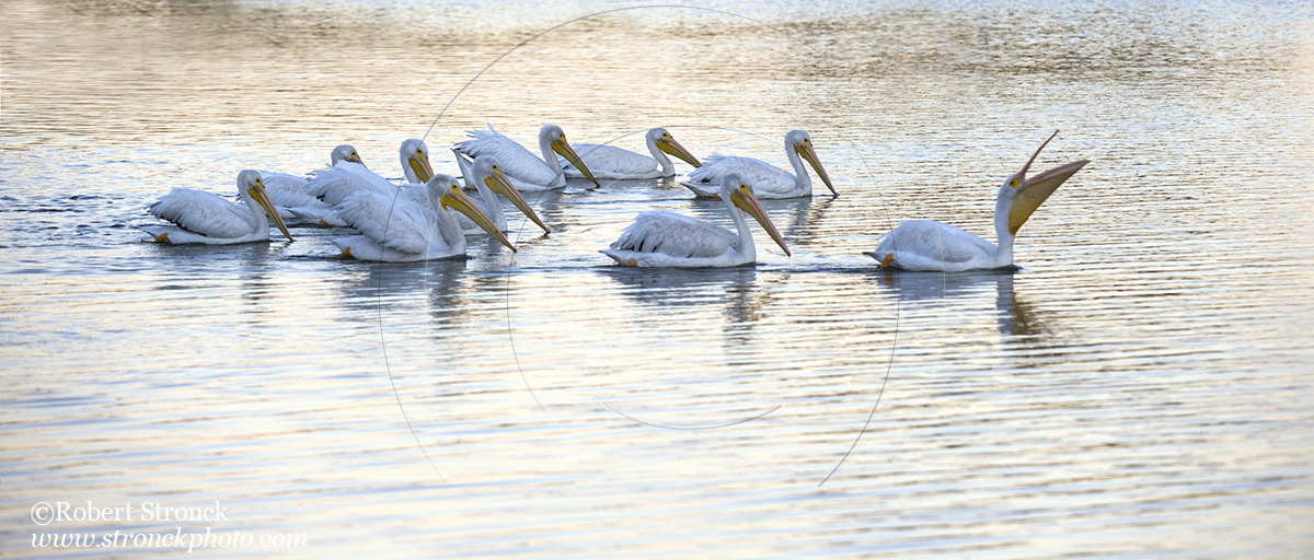   American White Pelicans at dusk -Redwood Shores &nbsp; [w_pelicans221037   