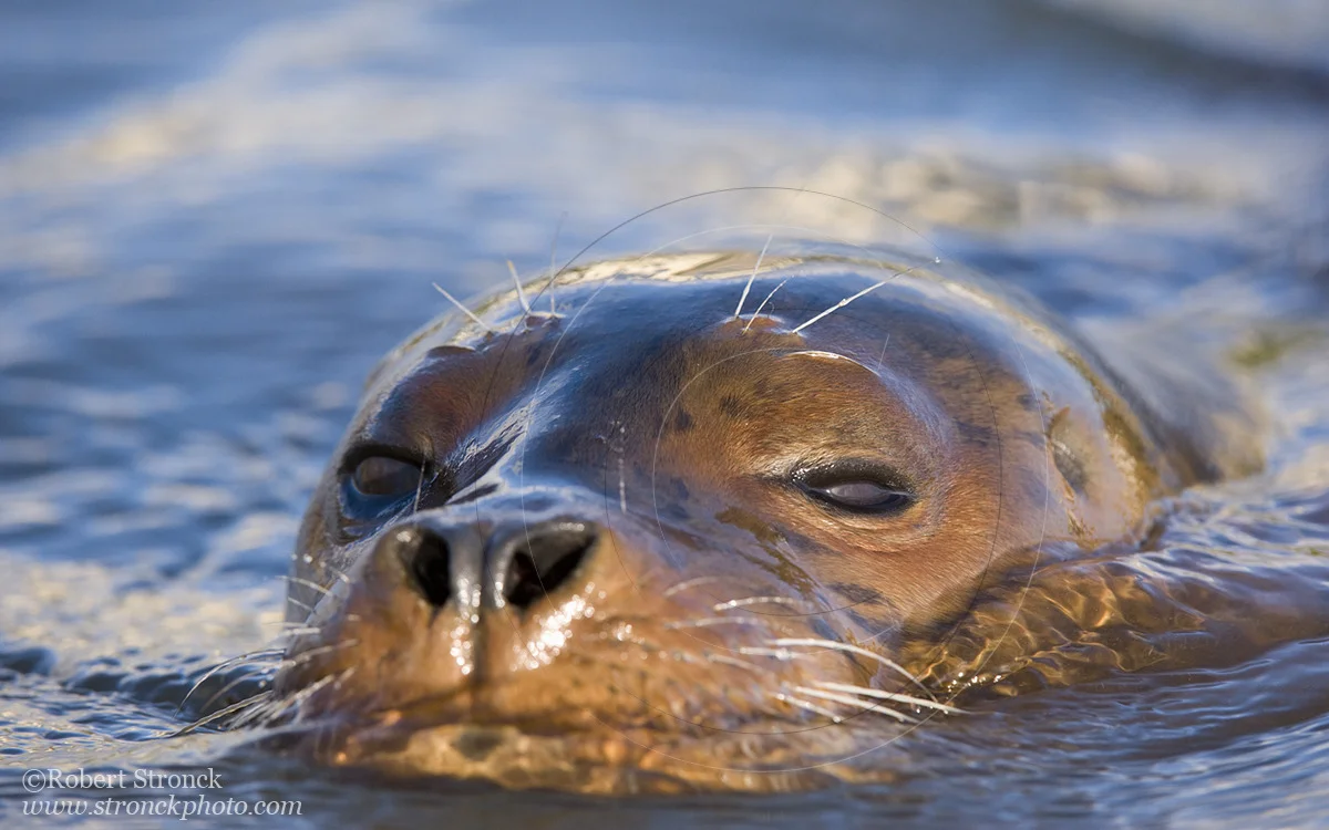   Pacific Harbor Seal (juvenile) -Redwood Shores  &nbsp;[harbor_seal3410967]   