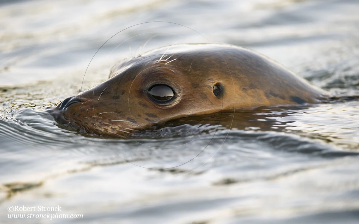  Pacific Harbor Seal (juvenile) -Redwood Shores  &nbsp;[harbor_seal341076]   