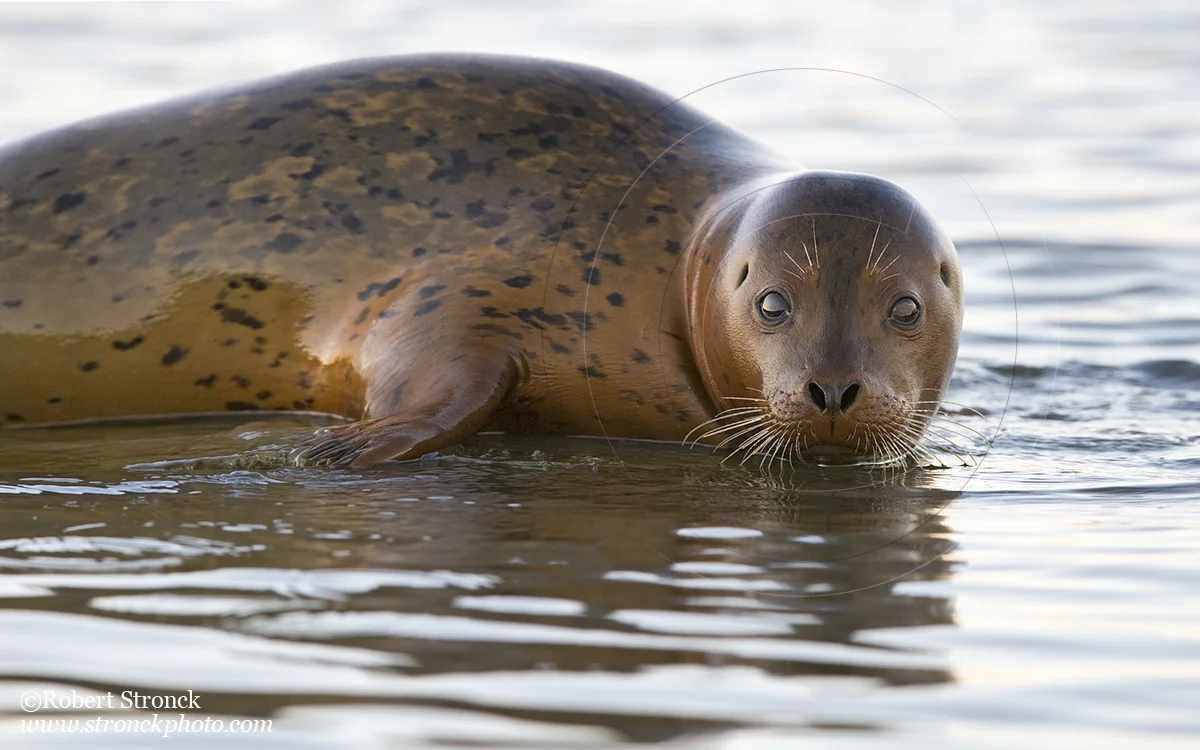   Pacific Harbor Seal (juvenile) -Redwood Shores &nbsp; [harbor_seal341016]   