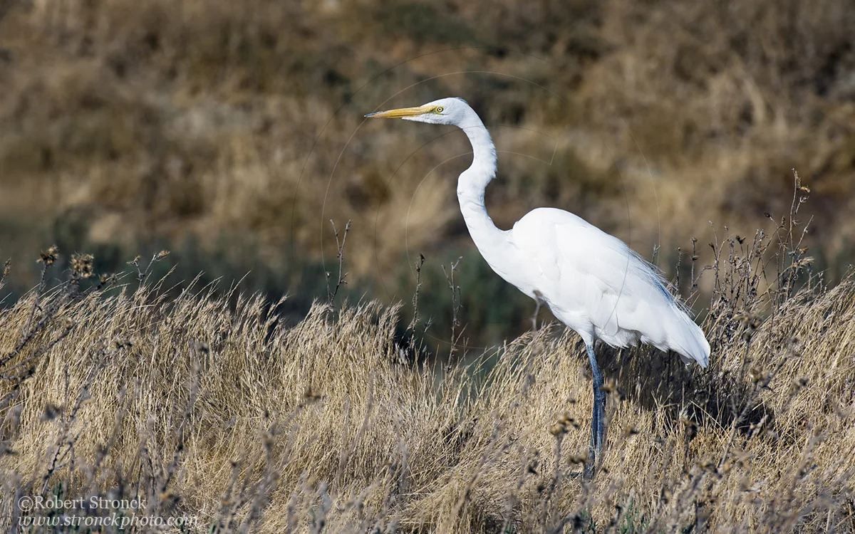   Great Egret -Redwood Shores [g_egret221040]  