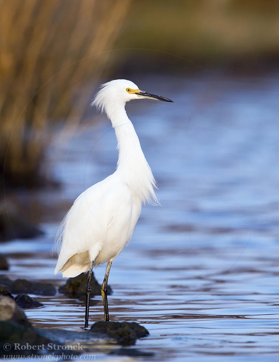   Snowy Egret at dusk -Redwood Shores  &nbsp;[snowy_egret2210881]   