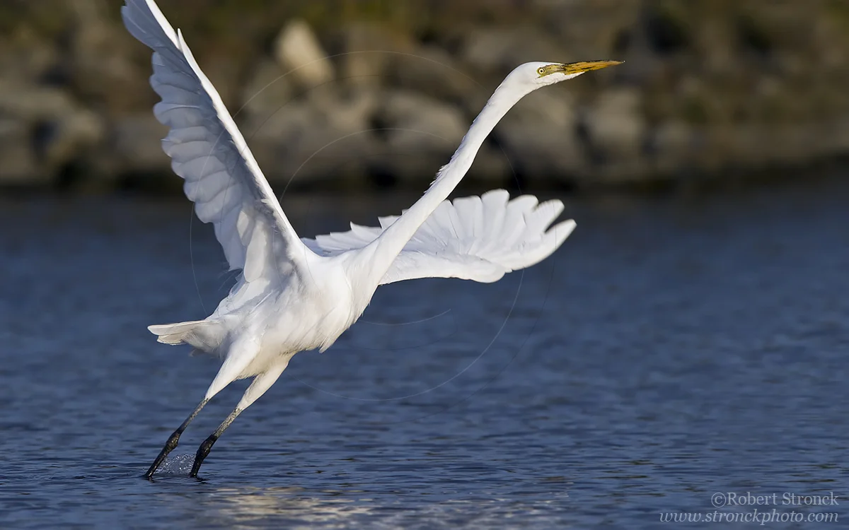   Great Egret takes to the air -Redwood Shores  [g_egret221069]   