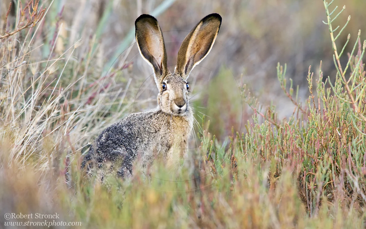   Black-tailed Jackrabbit in pickleweed -Redwood Shores  [bt_jackrabbit31109]   