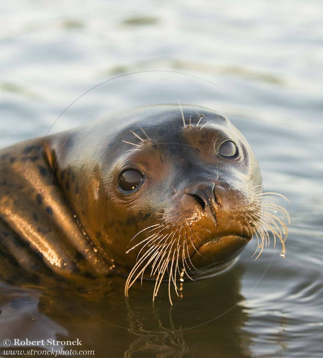   Pacific Harbor Seal (juvenile) -Redwood Shores, CA  [harbor_seal34107]   