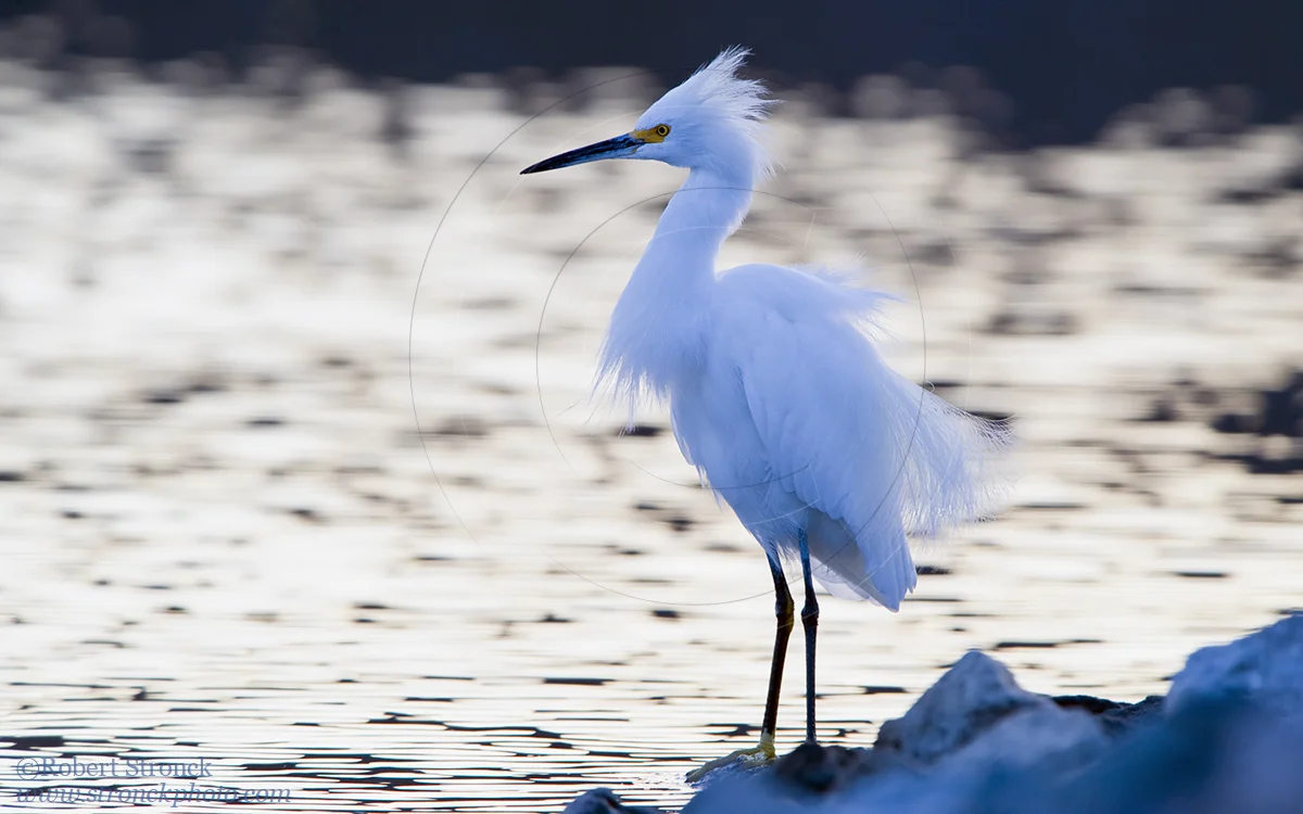   Snowy Egret after sunset -Redwood Shores &nbsp; [snowy_egret221018]   