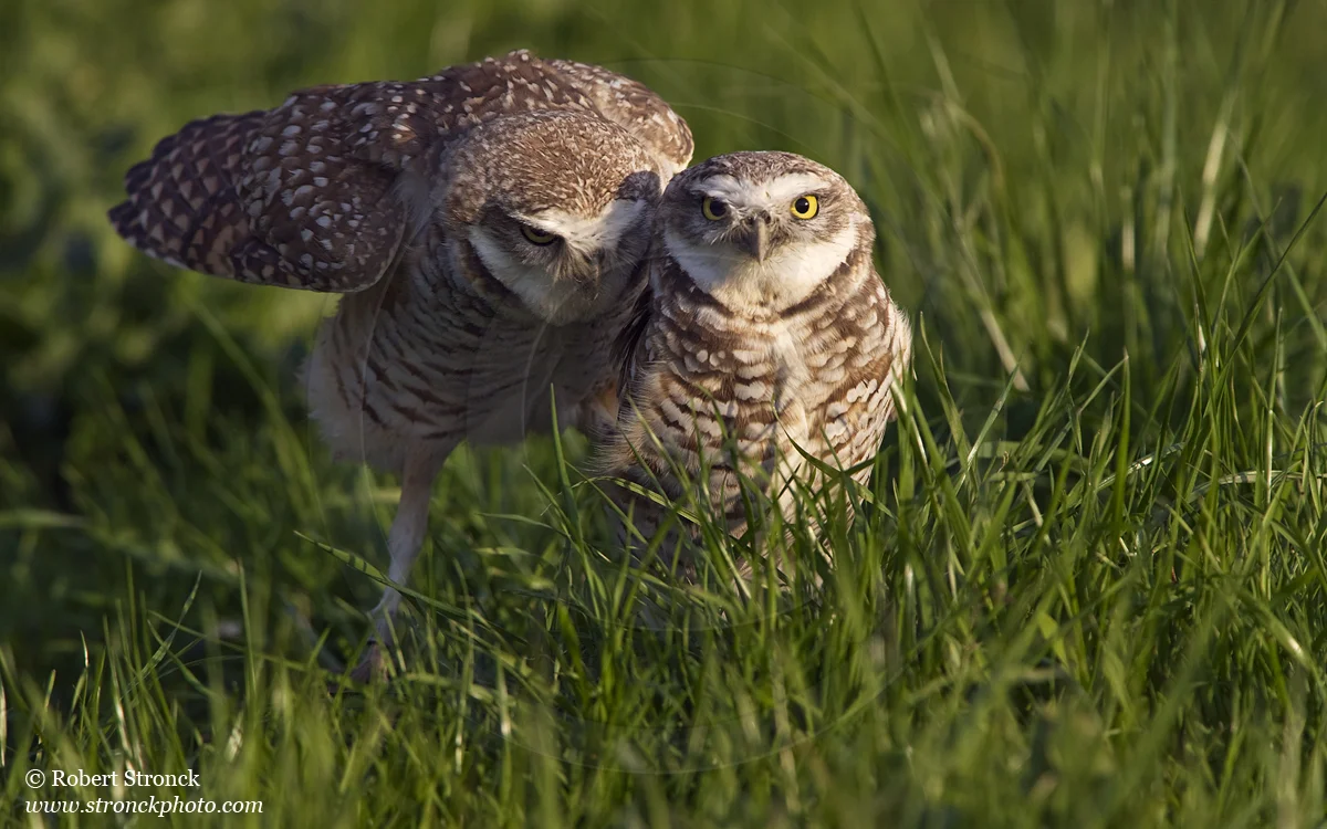   
 Burrowing Owls: mated pair -Santa Clara Co.&nbsp; &nbsp;[burr_owls211102]  
  
