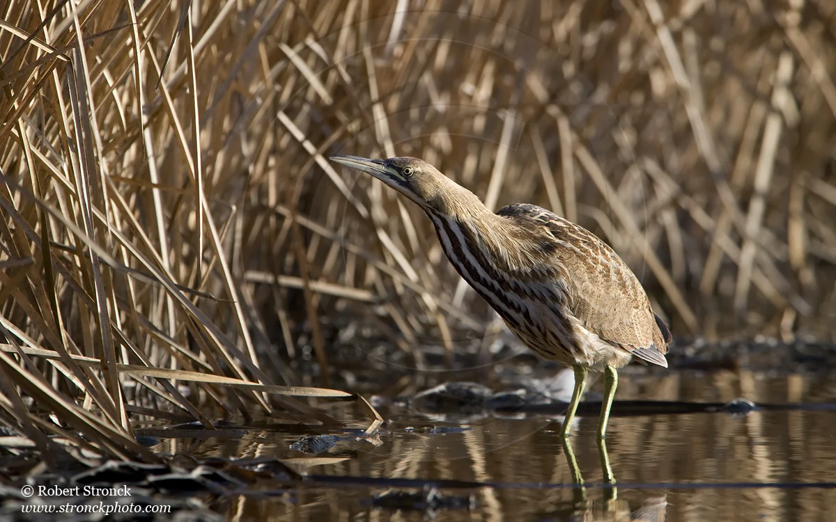   American Bittern -Pacific Commons Linear Park, Fremont  &nbsp;[am_bittern221113]   