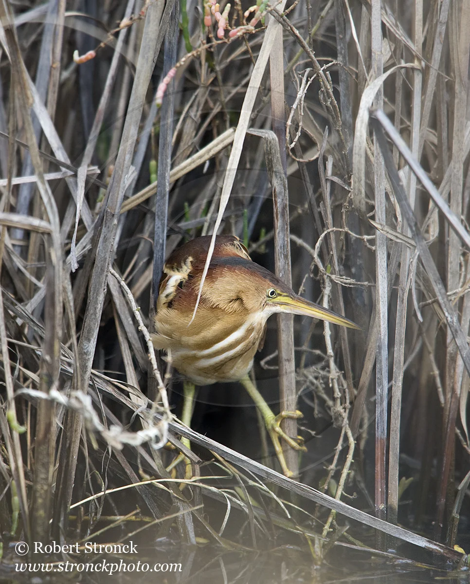   Least Bittern -Martinez Reg. Shoreline  &nbsp;[l_bittern221169]   