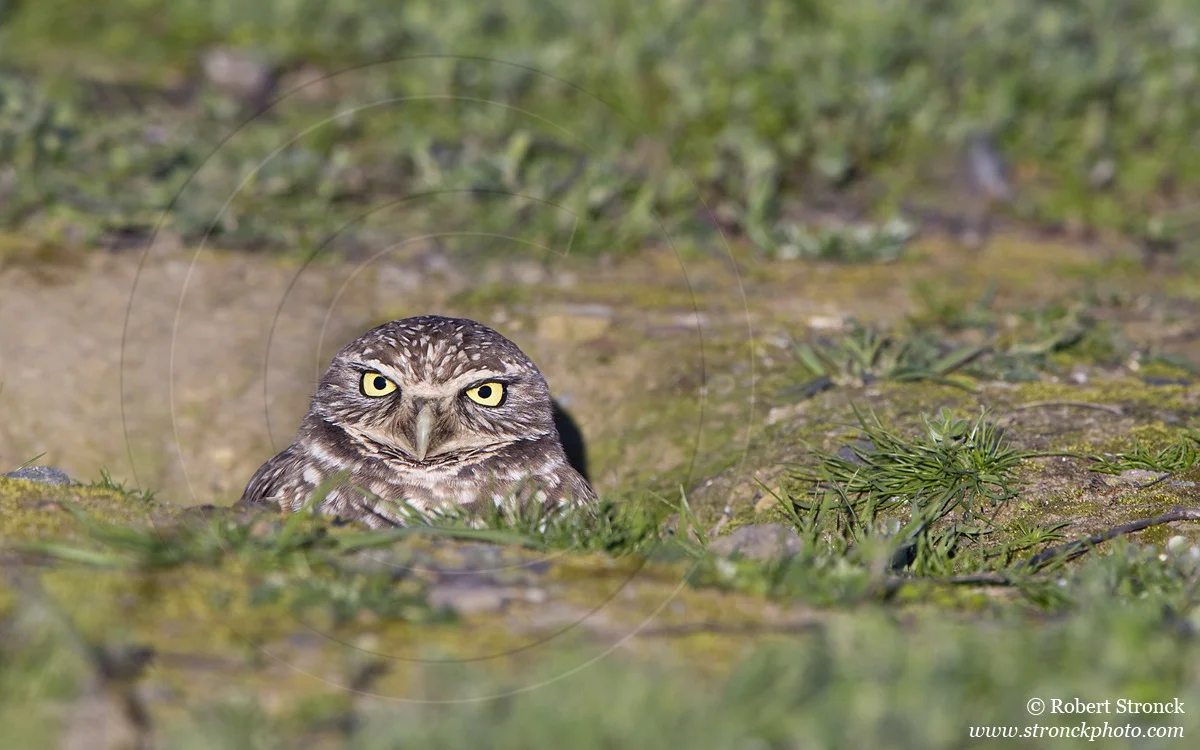   Burrowing Owl -Cesar Chavez Park, Berkeley  &nbsp;[burr_owl211148]   