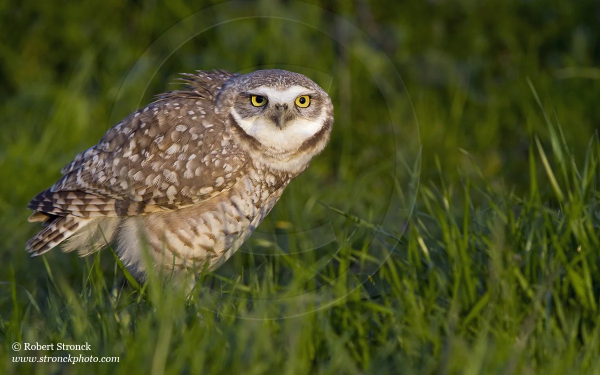   Burrowing Owl -Santa Clara Co. &nbsp; [burr_owl211154]   