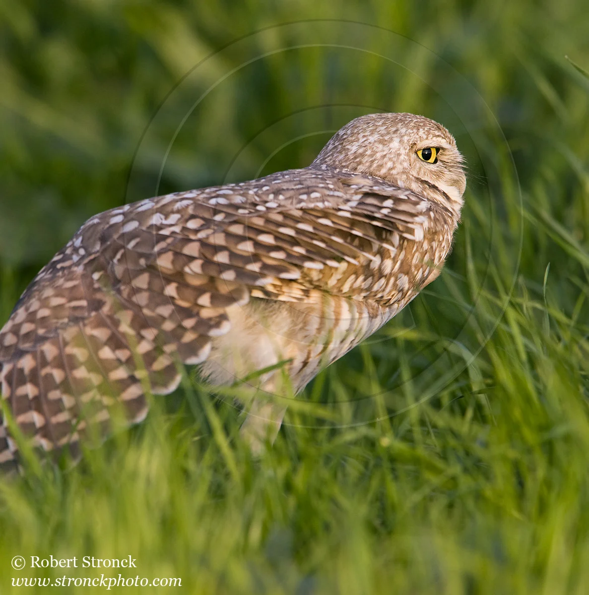   Burrowing Owl -Santa Clara Co. &nbsp; [burr_owl211164]   