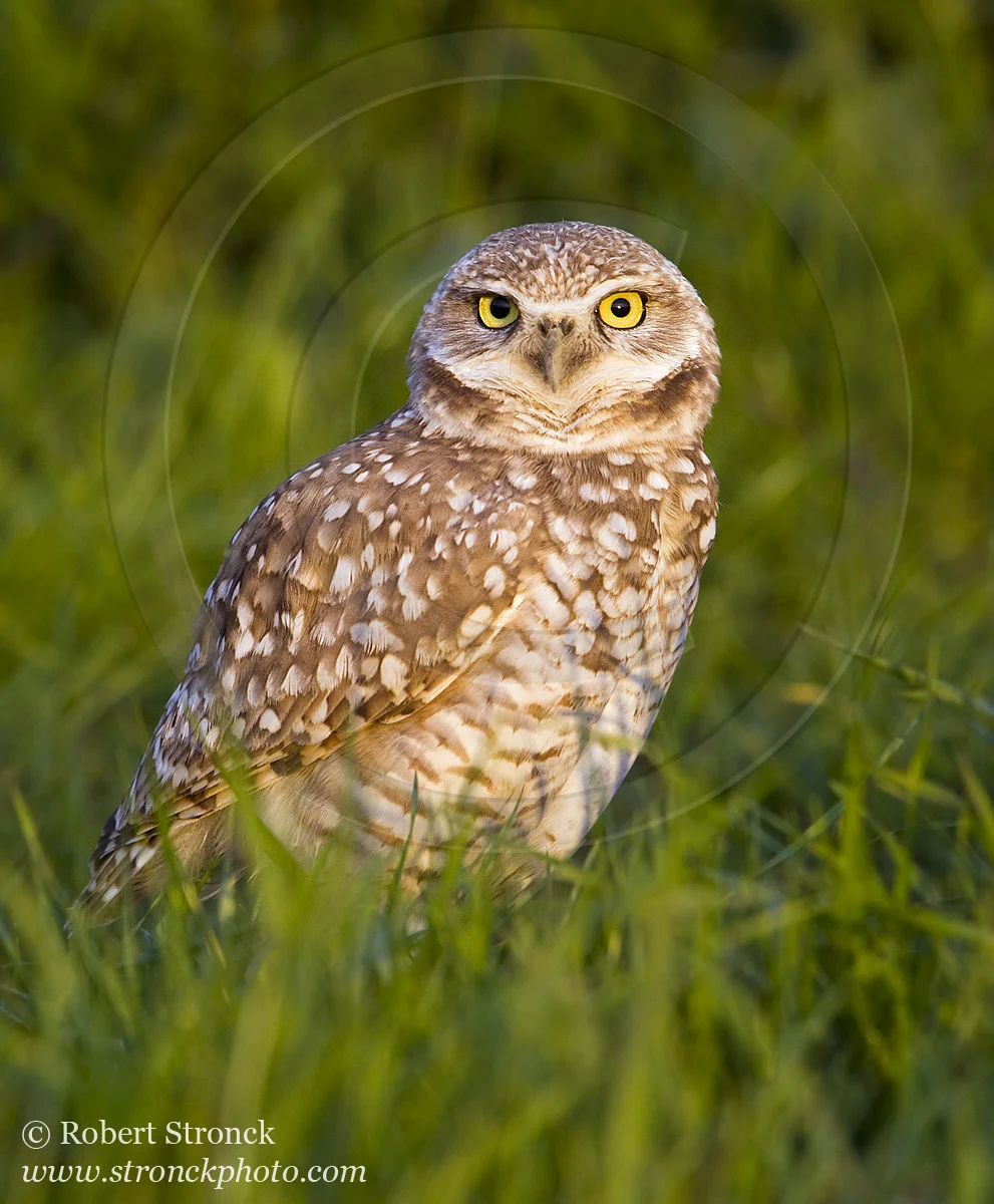   Burrowing Owl in sunset light -Santa Clara Co. &nbsp; [burr_owl211177]   