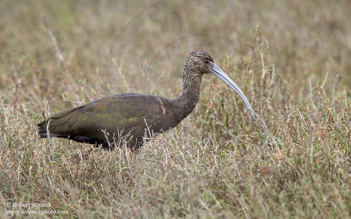   White-faced Ibis -Palo Alto Baylands  &nbsp;[wf_ibis221190]   