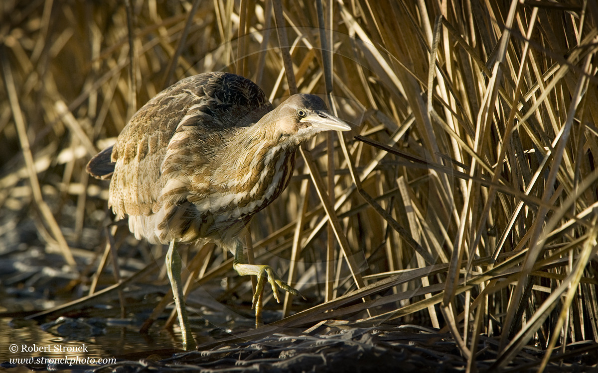   American Bittern -Pacific Commons Linear Park, Fremont &nbsp; [am_bittern221173]   