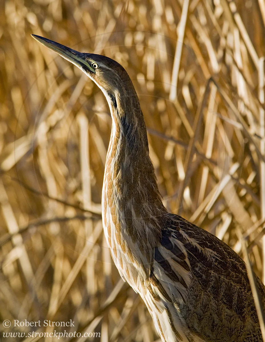   American Bittern -Pacific Commons Linear Park &nbsp; [am_bittern221189]   