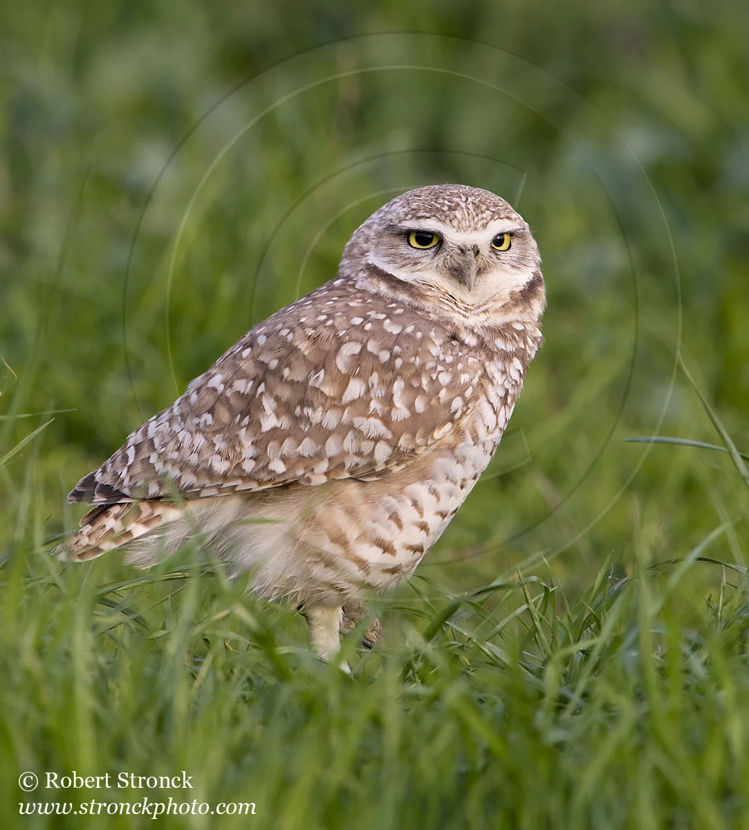   Burrowing Owl -Santa Clara Co. &nbsp; [burr_owl211137]   
