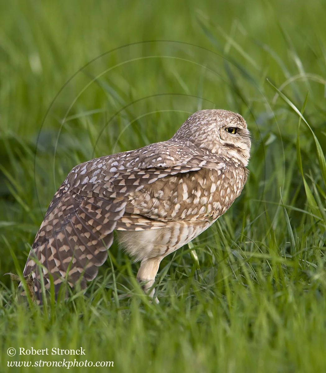   Burrowing Owl -Santa Clara Co. &nbsp; [burr_owl211142]   
