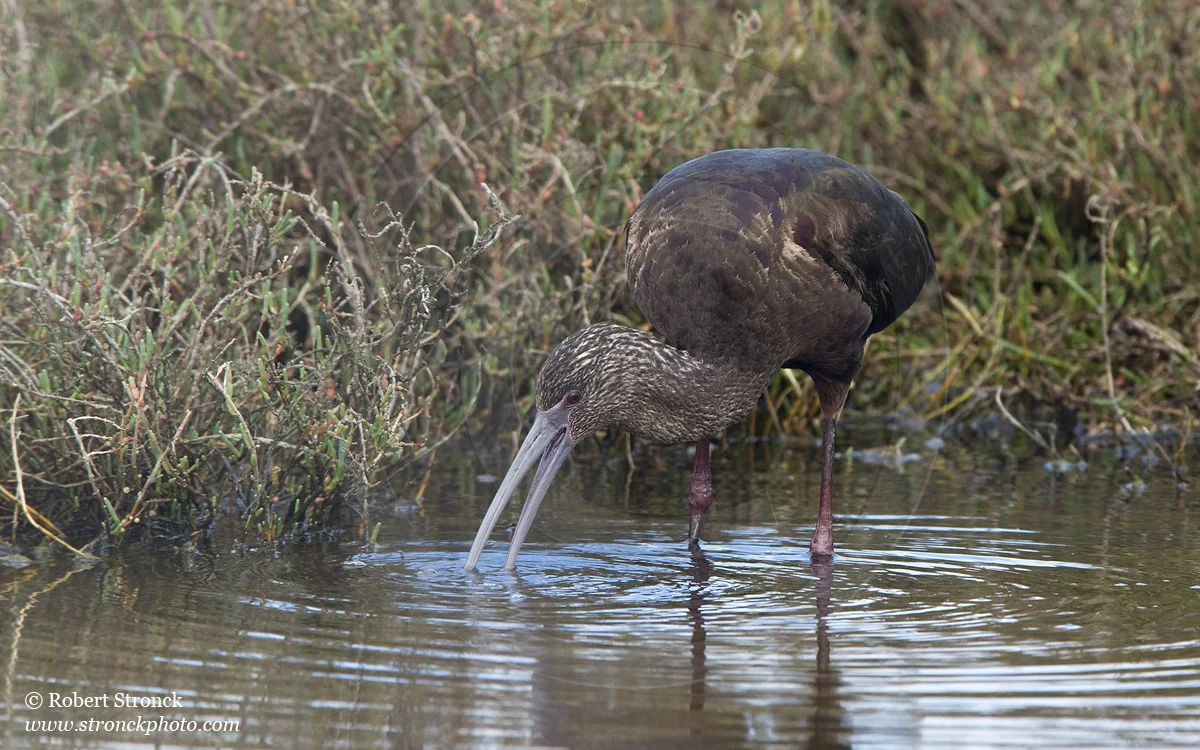   White-faced Ibis -P.A. Baylands &nbsp;  [wf_ibis221100]   