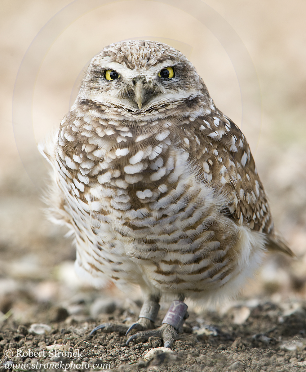   Burrowing Owl -Santa Clara Co.  &nbsp;[burr_owl211133]   