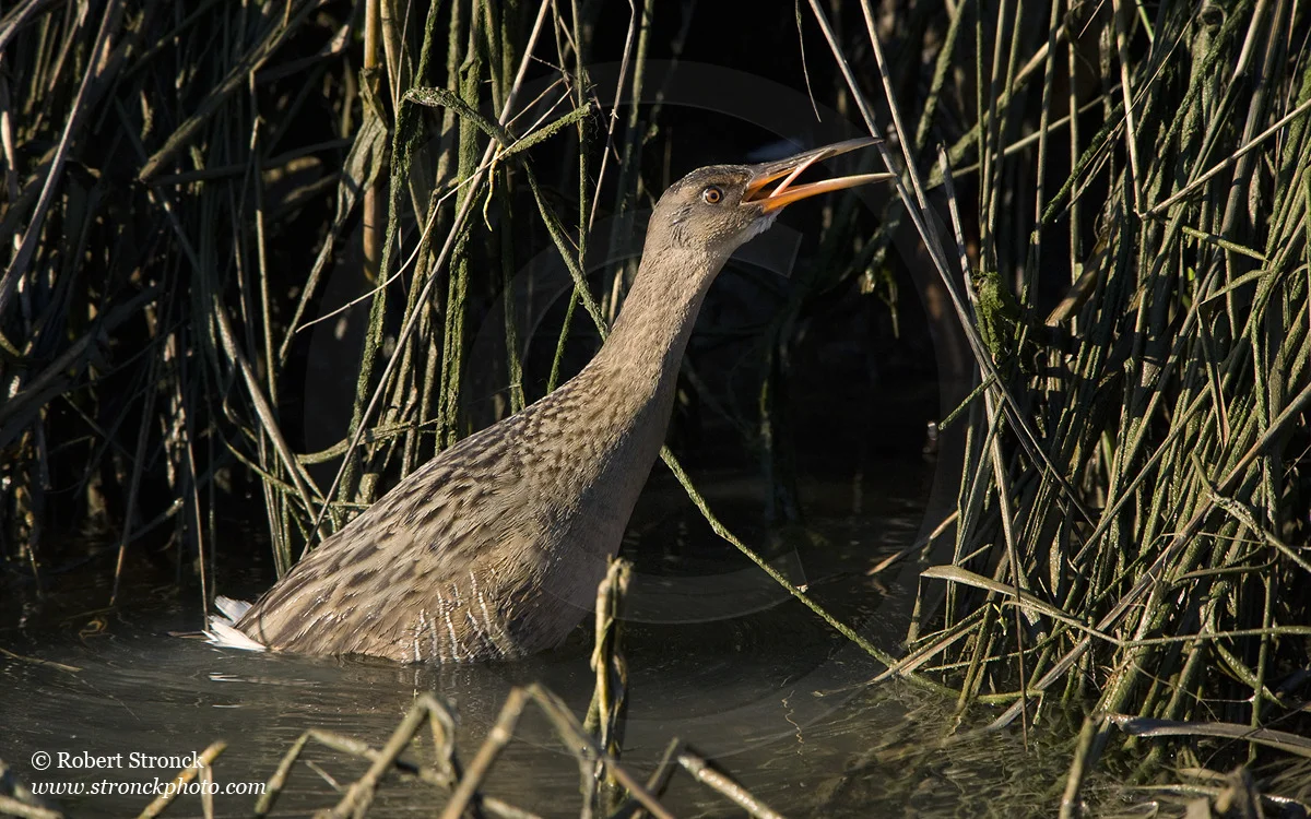   Clapper Rail calling -Arrowhead Marsh, MLK Reg. Shoreline  &nbsp;[clapper_r221183]   
