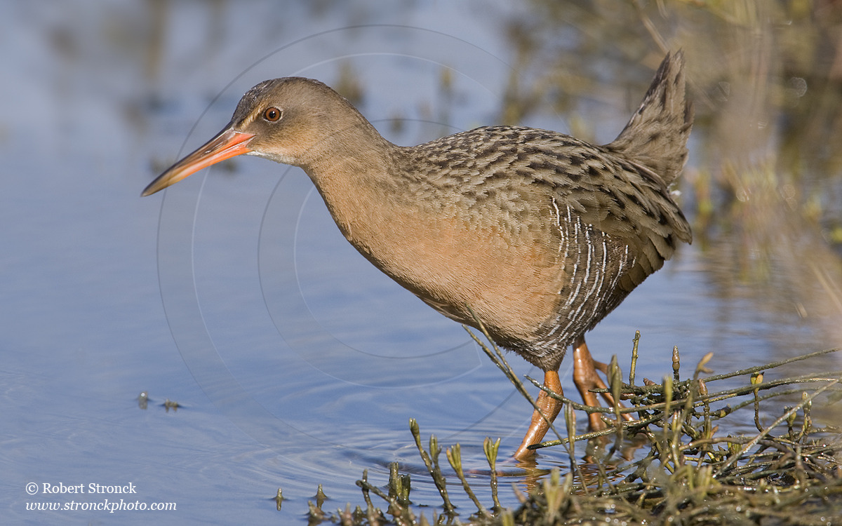   Clapper Rail at high tide -Arrowhead Marsh, MLK Reg. Shoreline  &nbsp;[clapper_rail221029]   
